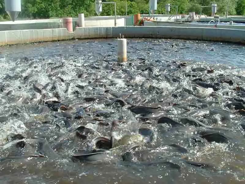 کاهش تلفات در پرورش آبزیان با فناوری نانوحباب