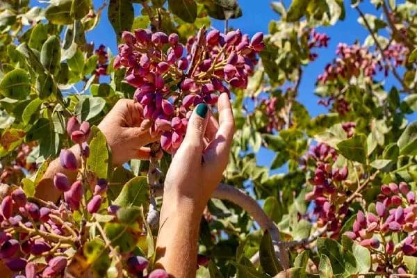  مهلت رفع تعهد ارزی صادرات سال ۱۴۰۳ تا ۳۰ مهرماه تمدید شد