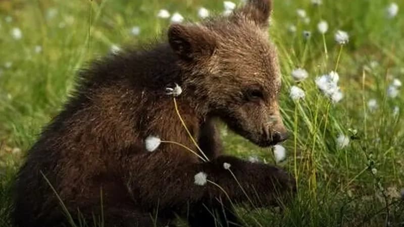 پهپاد دید در شب هم توله خرس گم شده در پارک پردیسان را پیدا نکرد!