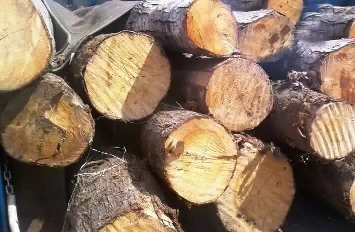 کشف ۷۰ میلیارد چوب و ذغال بلوط قاچاق در اصفهان