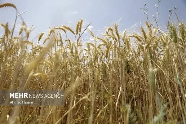 در شورای شهر اصفهان چه گذشت؟
