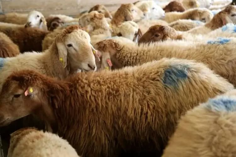 یک هشدار جدی/ روند رو به رشد مهاجرت نیروی متخصص نفت و انرژی از کشور