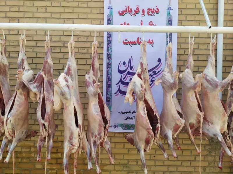 جمع آوری ۵۰۵ رأس دام قربانی طی عید سعید قربان در ایلام برای نیازمندان