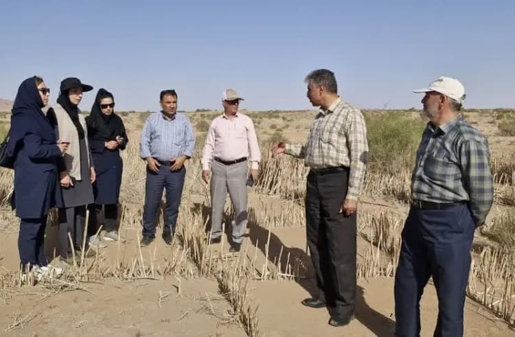 خرید ۲۵۰ تن کلزا در کهگیلویه و بویراحمد؛پرداخت مطالبات به زودی