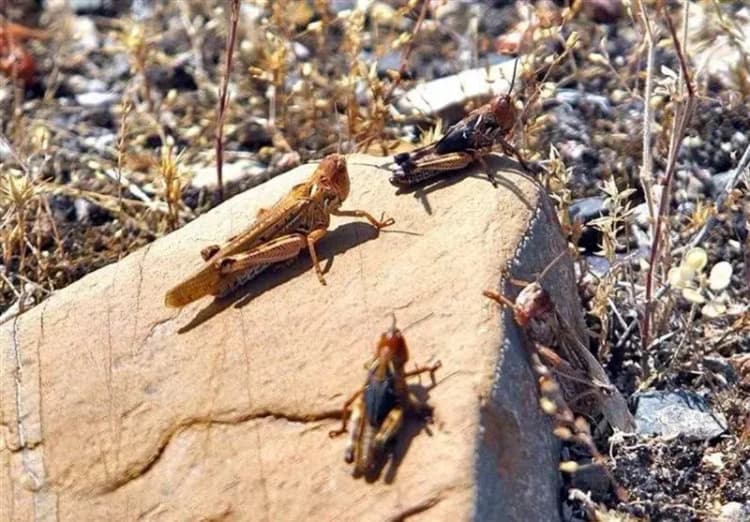 قیمت هتل‌های نجف در رسم زیارت