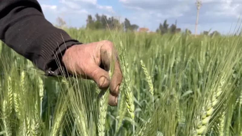 ضربه اطلاعات سپاه به مافیای گندم