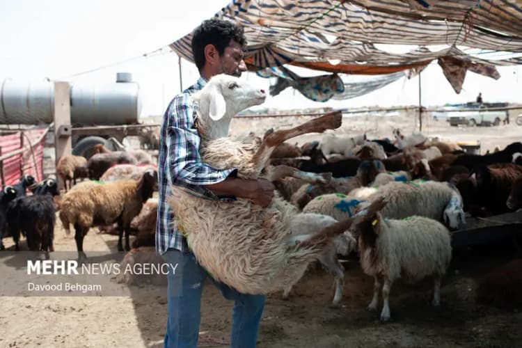 شناسایی قاتل محیطبان کهگیلویه ای صحت ندارد