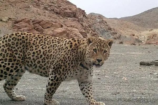 شکست وعده های زاکانی؛ تهران غرق در ترافیک و آلودگی