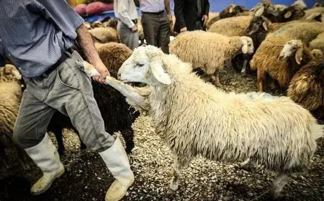 حذف دلال‌ها با عرضه خودرو در بورس کالا 