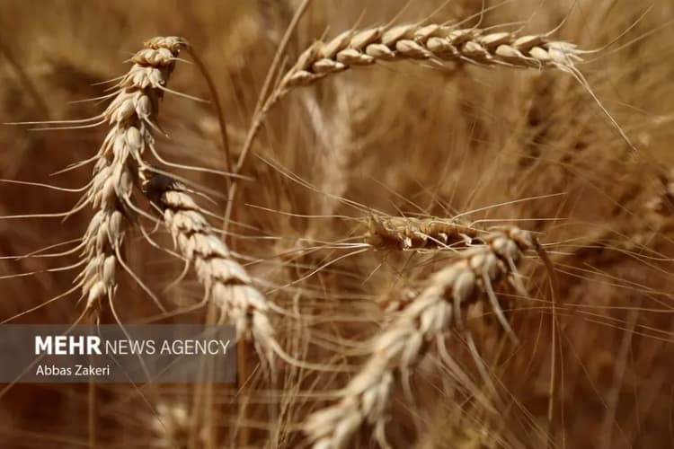 اوایل هفته آینده اولین موج گرما وارد استان ایلام می شود
