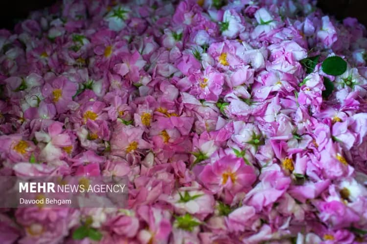 هیچ مسأله ای امام خمینی را از عبادت و یاد خدا غافل نمی‌کرد