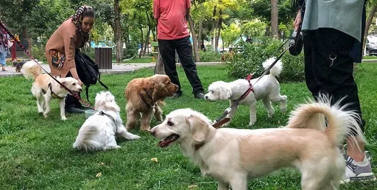 توقیف خودروی نوجوان 14 ساله به‌دلیل تخلفات رانندگی در تبریز
