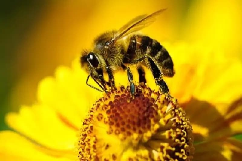 اجرای طرح پایش بیماری‌های زنبورعسل در لرستان