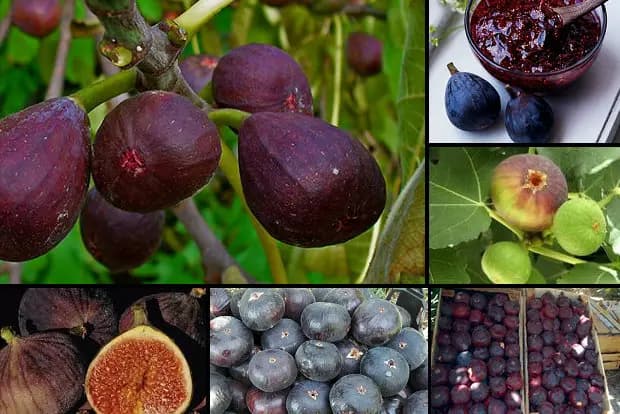 زنگ خطر میزان بارش‌های کشور به صدار درآمد