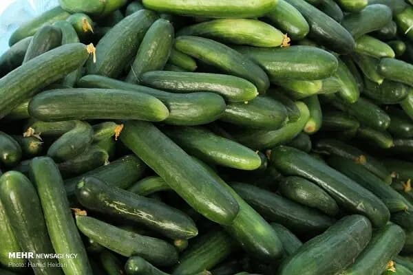 ۳۰۰ هزار تن هلو و شلیل در مازندران تولید می‌شود