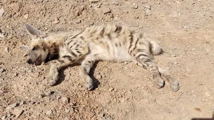 مهربانی های مرگبار؛ به جوجه جغدهای دره توبیرون دزفول دست نزنید / آنها در حال تعلیم هستند + فیلم