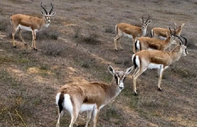 بیش از ۱۰ هزار کردستانی در رویداد کتابخوانی «خط امین» شرکت کردند