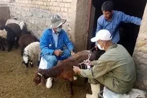 تب برفکی در افغانستان شایع شد