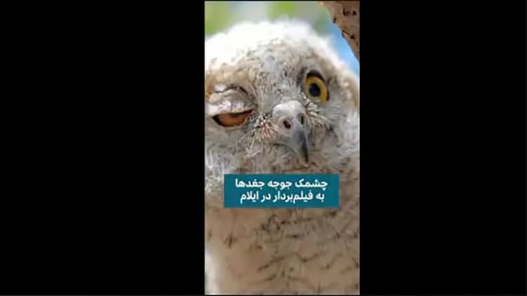 دادستان تهران: پرونده قتل الهه حسین نژاد به شعبه ویژه بازپرسی ارجاع شد