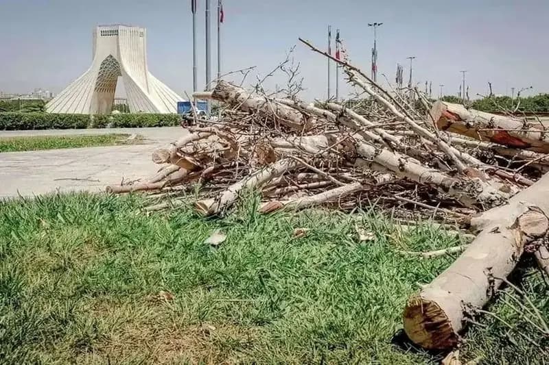 ماجرای قطع درختان میدان آزادی چه بود؟