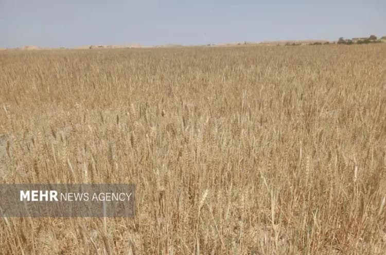 دستگاه‌های اجرایی کردستان برای ارتحال امام راحل همکاری کنند