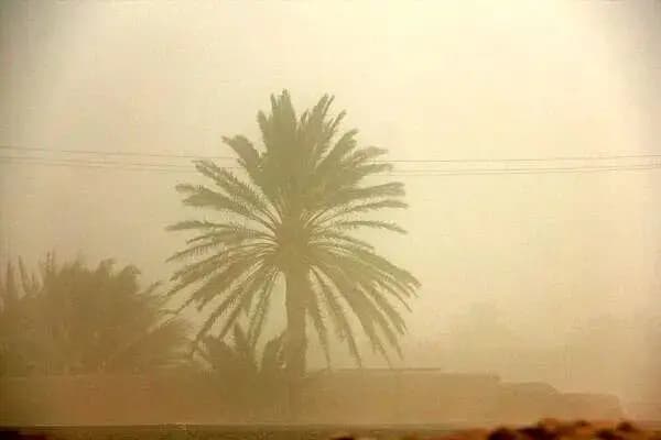  فیل غول‌پیکر مهمان یک فروشگاه شد!