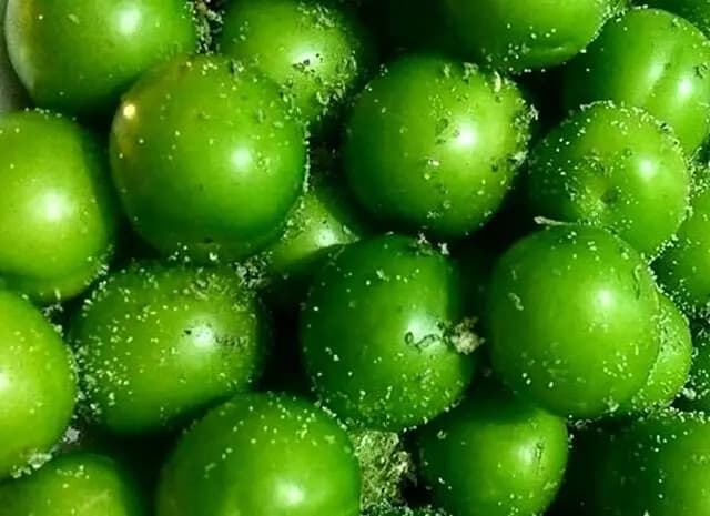 گوجه سبز یکی از محصولات کشاورزی مهم آذربایجان شرقی محسوب می‌شود
