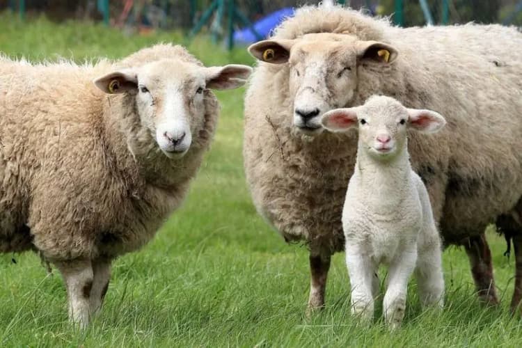 هم‌‏میهن و قناری‌‏های خاموش