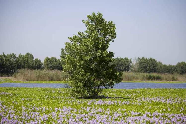 هشدار افزایش آلودگی هوای تابستان؛ ازن در کمین شهروندان