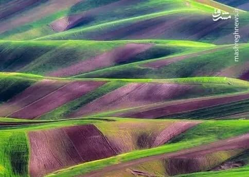 اولیای دم الهه حسین‌نژاد باید دیه قاتل را پرداخت کنند؟