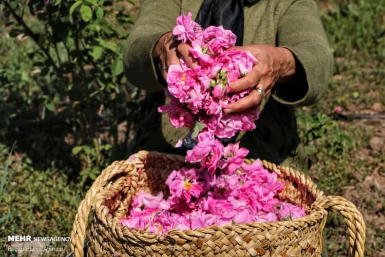 ضرورت حمایت از کودکان و نوجوانان بی‌سرپرست استان بوشهر