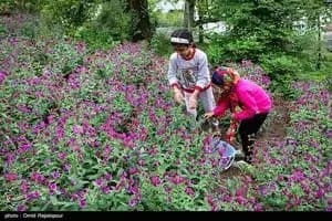 برداشت گل‌گاوزبان از مزارع قزوین