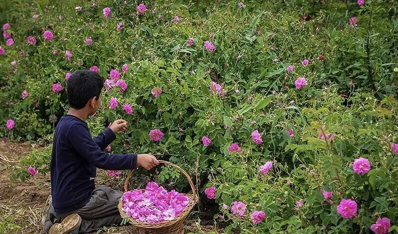 جشنواره گل‌محمدی لاله‌زار کرمان؛ ۲۹ و ۳۰ خرداد