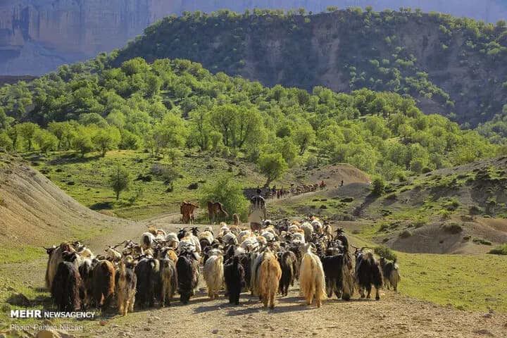 بهسازی ۹۰ درصد ایل راه های عشایری ایلام درحال انجام است