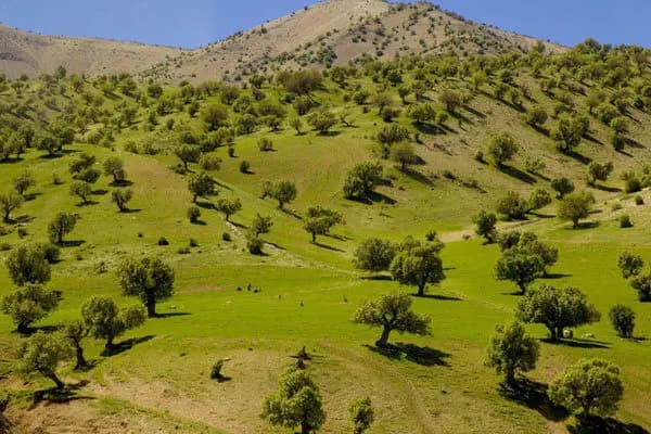 ترند