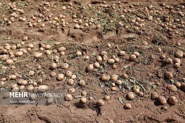 تکذیب خرید زمین توسط گردشگران خارجی در گیلان توسط استاندار