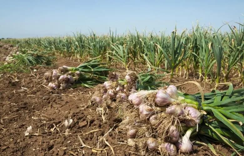 آغاز برداشت بیش از ۷۵۰۰ تُن سیر از مزارع شهرستان عجب‌شیر