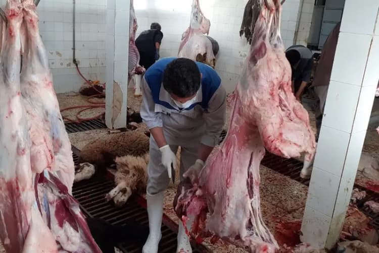 قاتل محیط بان «خائیز» شناسایی شد