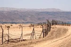 ترند