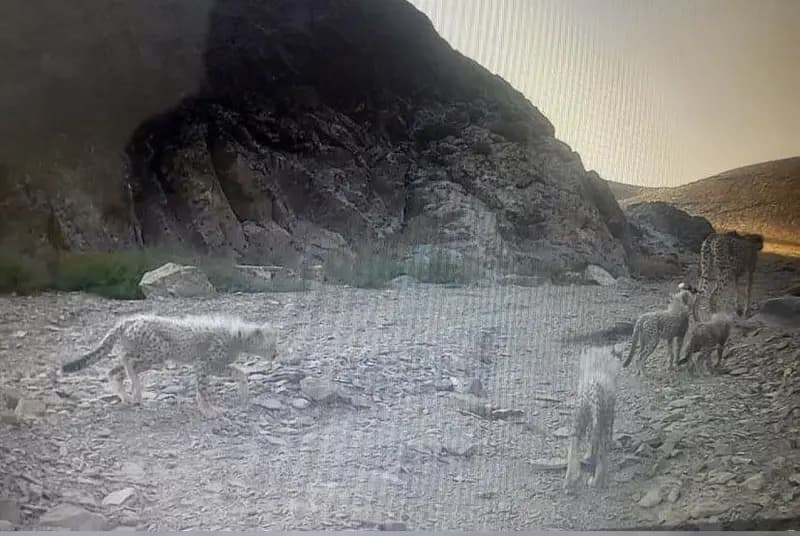 ترند