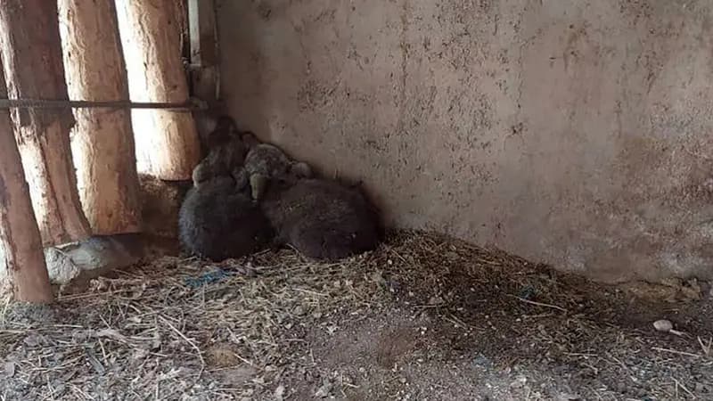 آخرین وضعیت جست و جو برای توله خرس گم شده در پارک پردیسان / ردپایش دیده و صدایش شنیده شده است / به سمت اتوبان نمی رود