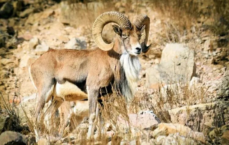 دستبند پلیس بر دستان دارندگان سلاح و مهمات غیرمجاز در هرمزگان