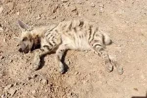 سانحه رانندگی در اتوبان بوشهر به دلوار؛ ۶ مصدوم بر جای گذاشت