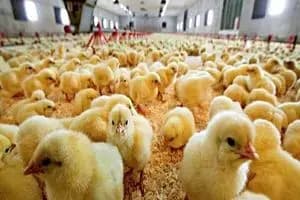 قیمت مصوب جوجه یک روزه ۲۸ هزار تومان شد
