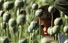 واردات تریاک از افغانستان به ایران؟! / نماینده مجلس: ما نیاز به تریاک داریم