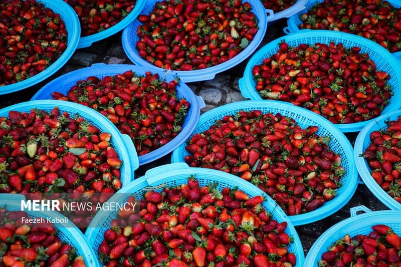 ۱۶ هزار تن توت فرنگی در مازندران تولید شد