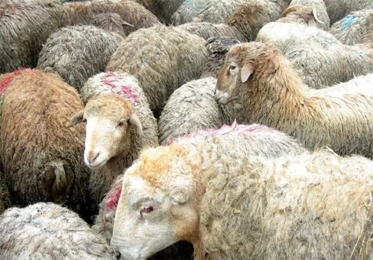 آیا کارگران «سکونشین» بیمه خواهند شد؟