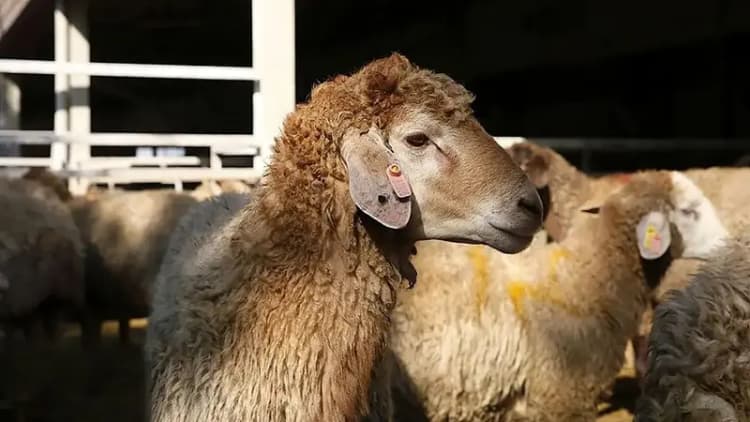 بیشترین حریق‌ جنگل‌ها در «ناحیه رویشی زاگرس» رخ می‌دهد