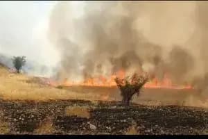 ۵۰ هکتار از اراضی کشاورزی روستای دَمدره چُرام در آتش سوخت