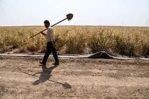 ترند